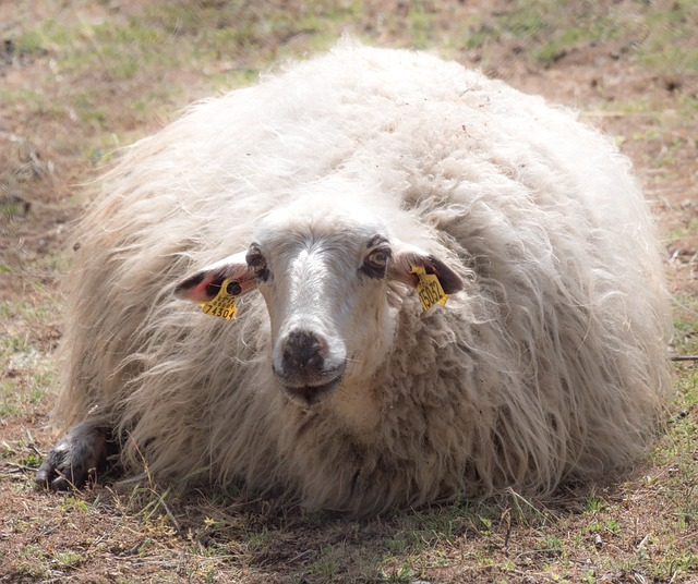 7 Reasons Why Merino Wool is the Perfect Fabric for Hun...