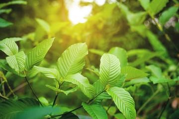 Discover the Growing Popularity of Kratom in Canada: A ...