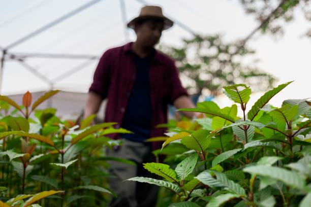 5 Surprising Facts About Kratom You Need To Know 2 Kratom Farming