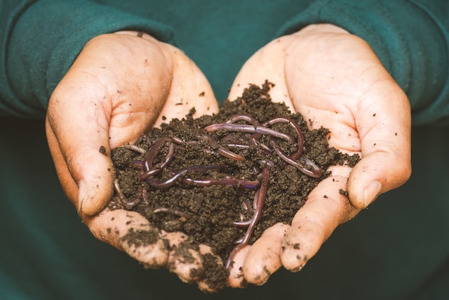 7 Simple Techniques for Successfully Getting Live Bait 4 Live bait