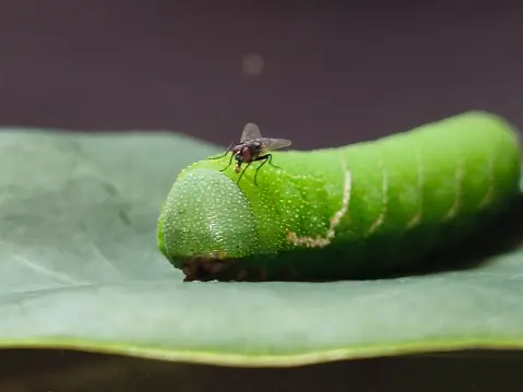 The Effects of Mouth Larvae on Humans: An Uncommon yet Upsetting Experience 6 The Effects of Mouth Larvae on Humans: An Uncommon yet Upsetting Experience 5