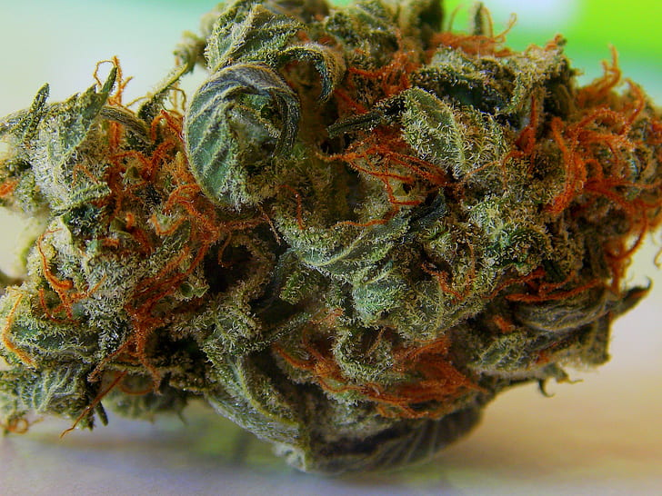 A Deeper Dive into Myrcene: More Than Just a Terpene