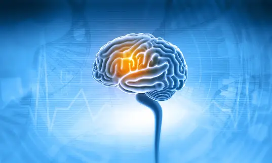 Nervous System