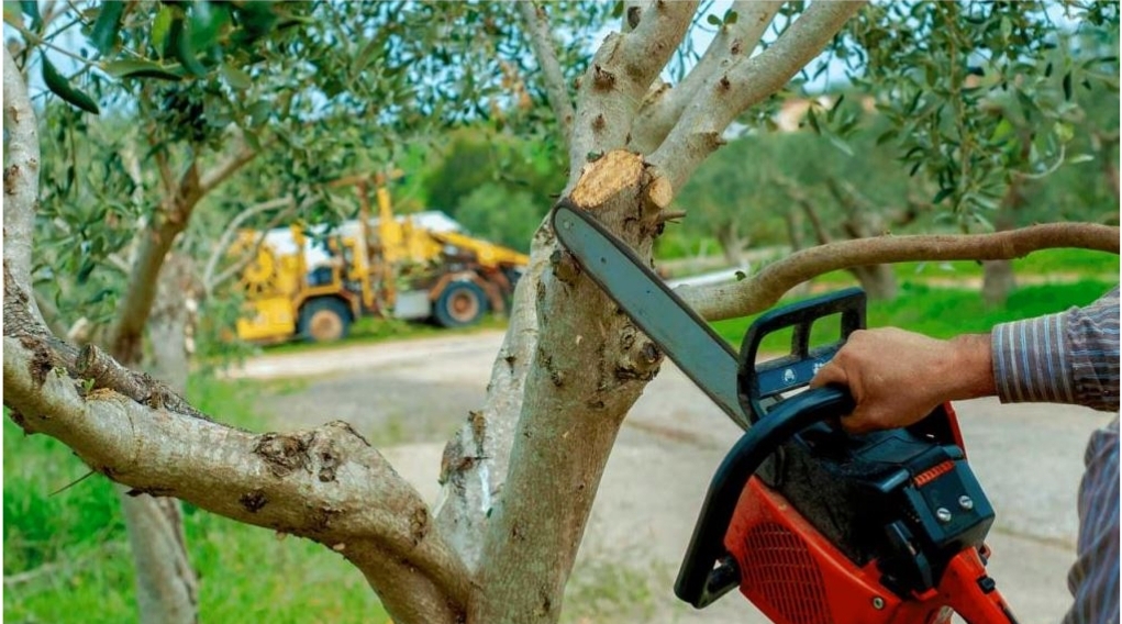 Environmental Impact of Tree Removal: Balancing Conserv...