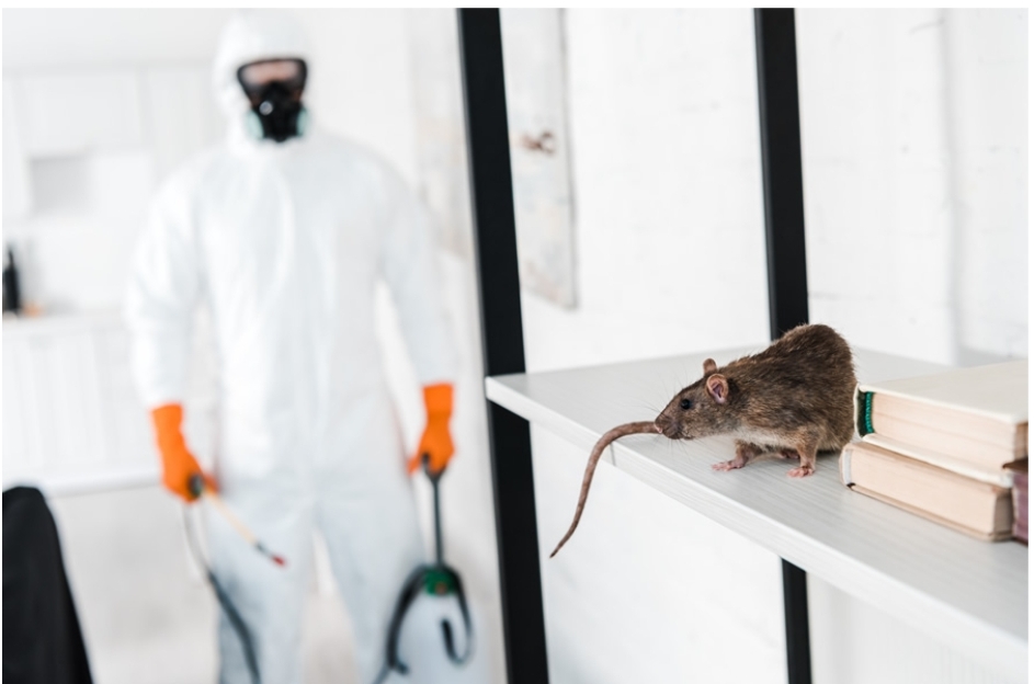 Mastering Pest Control: From Sewer Rats to Household Nu...